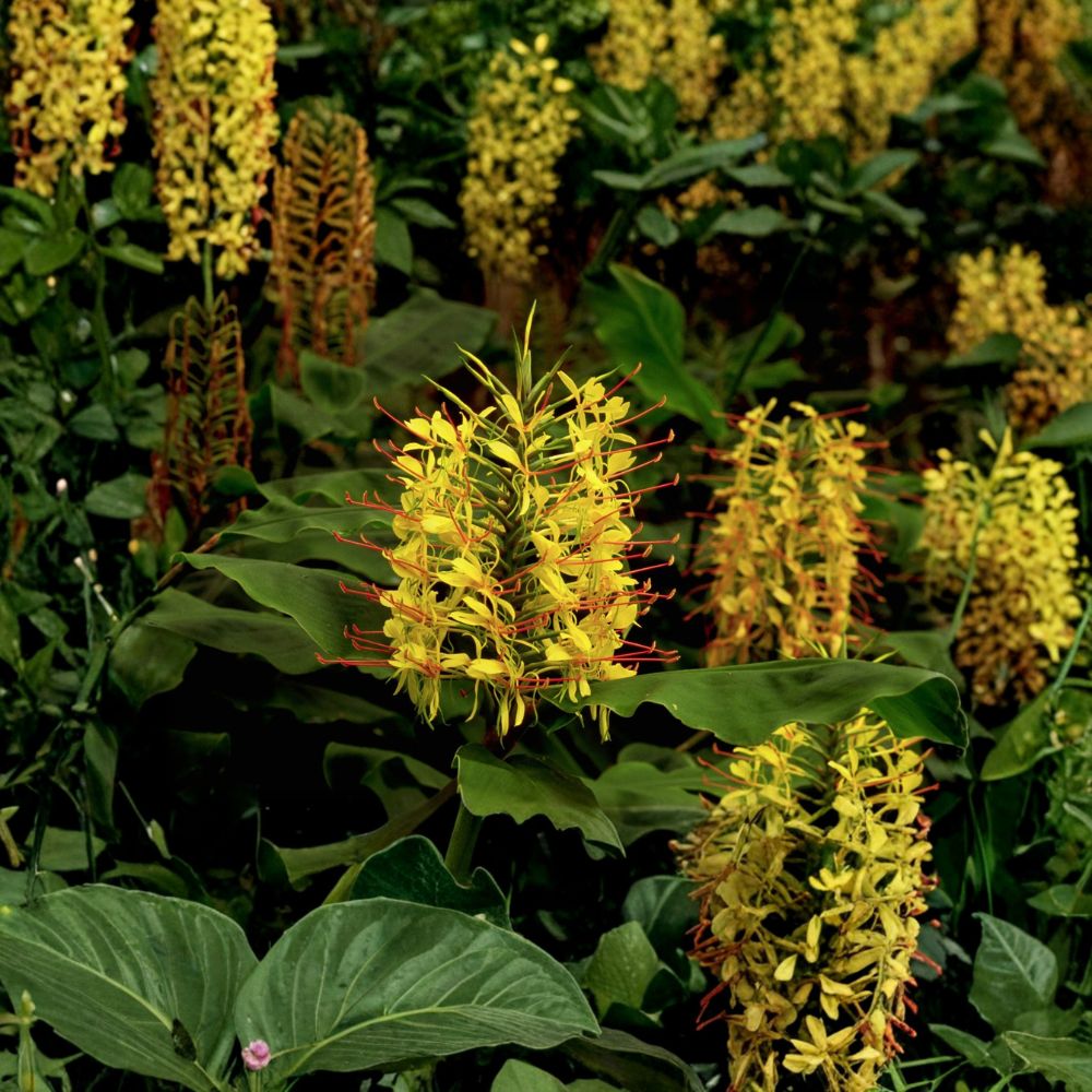 Hawaiian Kahili Yellow Ginger Root – Hedychium gardnerianum Live Rhizome | Fragrant Tropical Flower | Easy to Grow | Indoor & Outdoor Plant