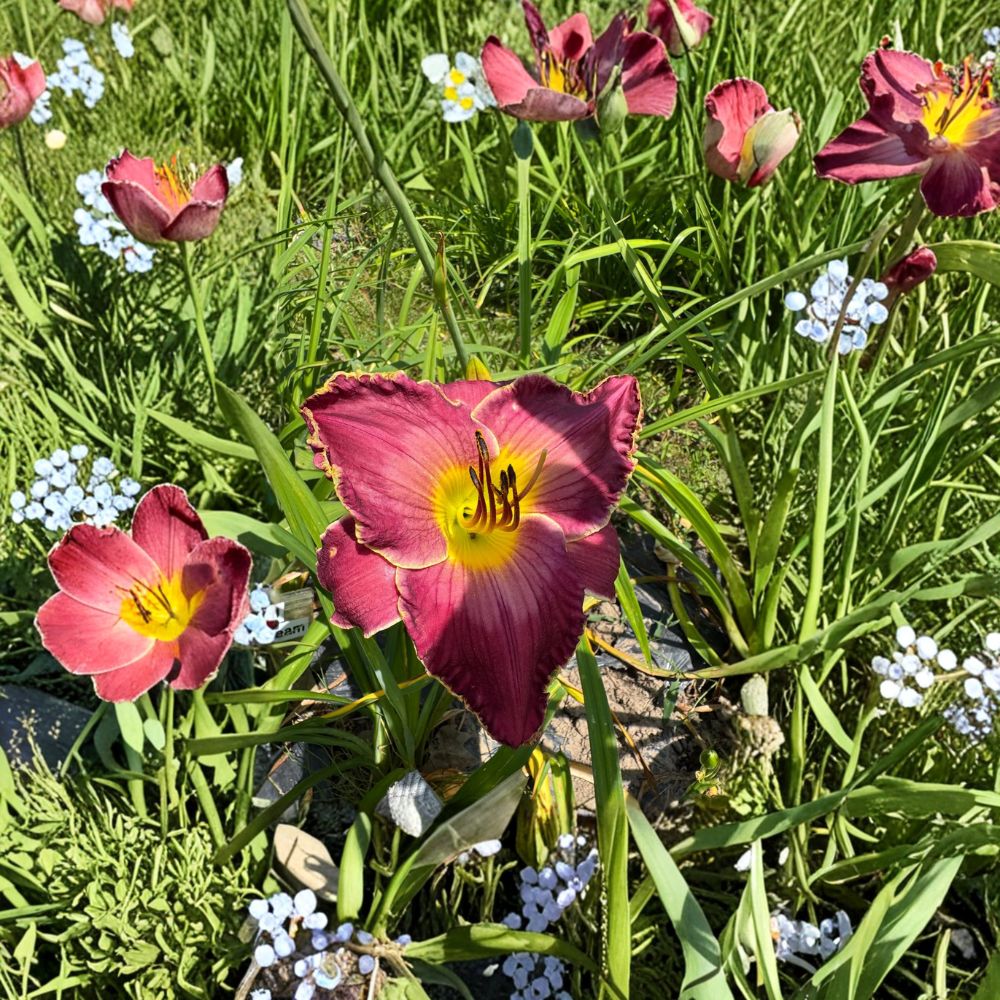 Exquisitely Subversive Daylily – 3 Live Bare Root Plants | Hardy Hemerocallis Perennial | Easy Care Flowering Garden Plant
