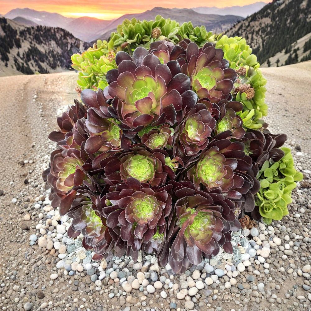 Black Rose Aeonium Cuttings – 5 Live Unrooted Cuttings | Aeonium arboreum 'Zwartkop' | Dark Purple Succulent | Easy to Propagate