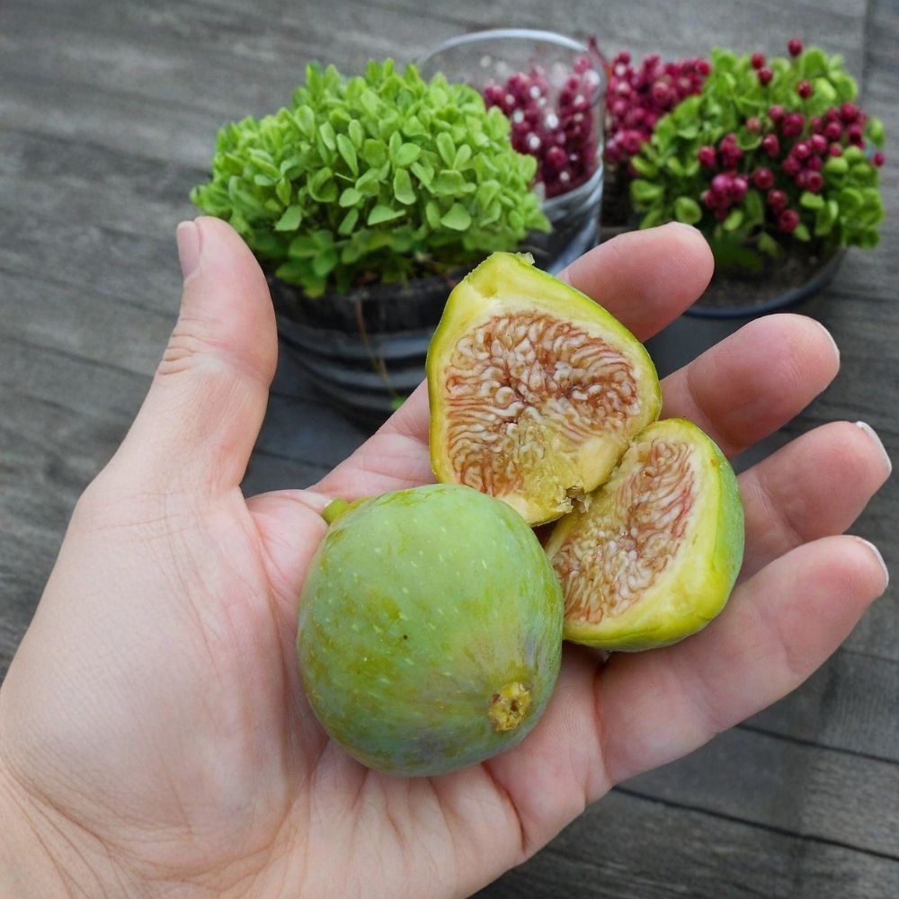 Lattarula Fig Live Starter Plant | Ficus carica | Well Rooted Fig Tree in Nursery Pot | Edible Fruit Tree | Patio & Backyard Friendly