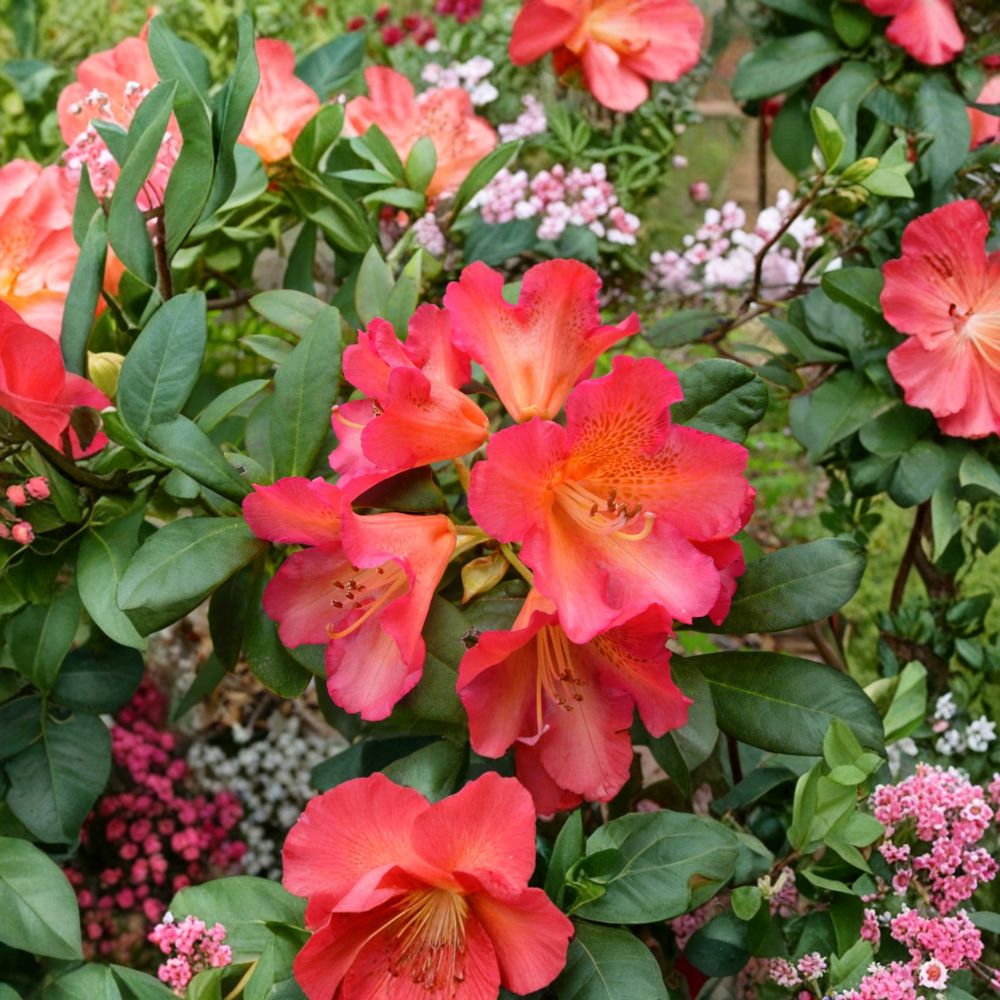 Rhododendron ‘Golden Gate’ Live Evergreen Shrub | Orange & Red Blooming Rhododendron | Compact Hardy Landscape Plant | Field Grown 12–15 Inches Wide