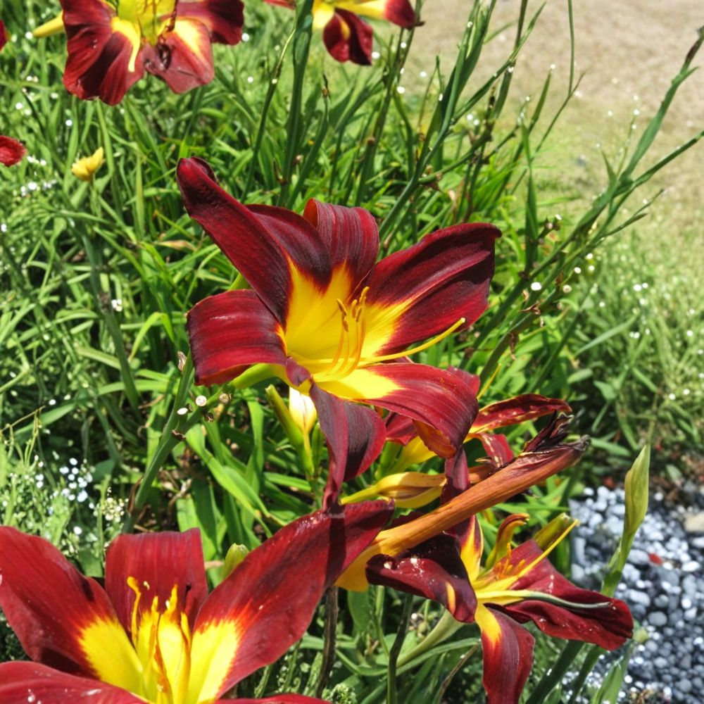 Ming Toy Daylily – Hemerocallis 'Ming Toy' Live Bare Root Plants | Set of 3 | Reblooming Perennial | Hardy Garden Flower