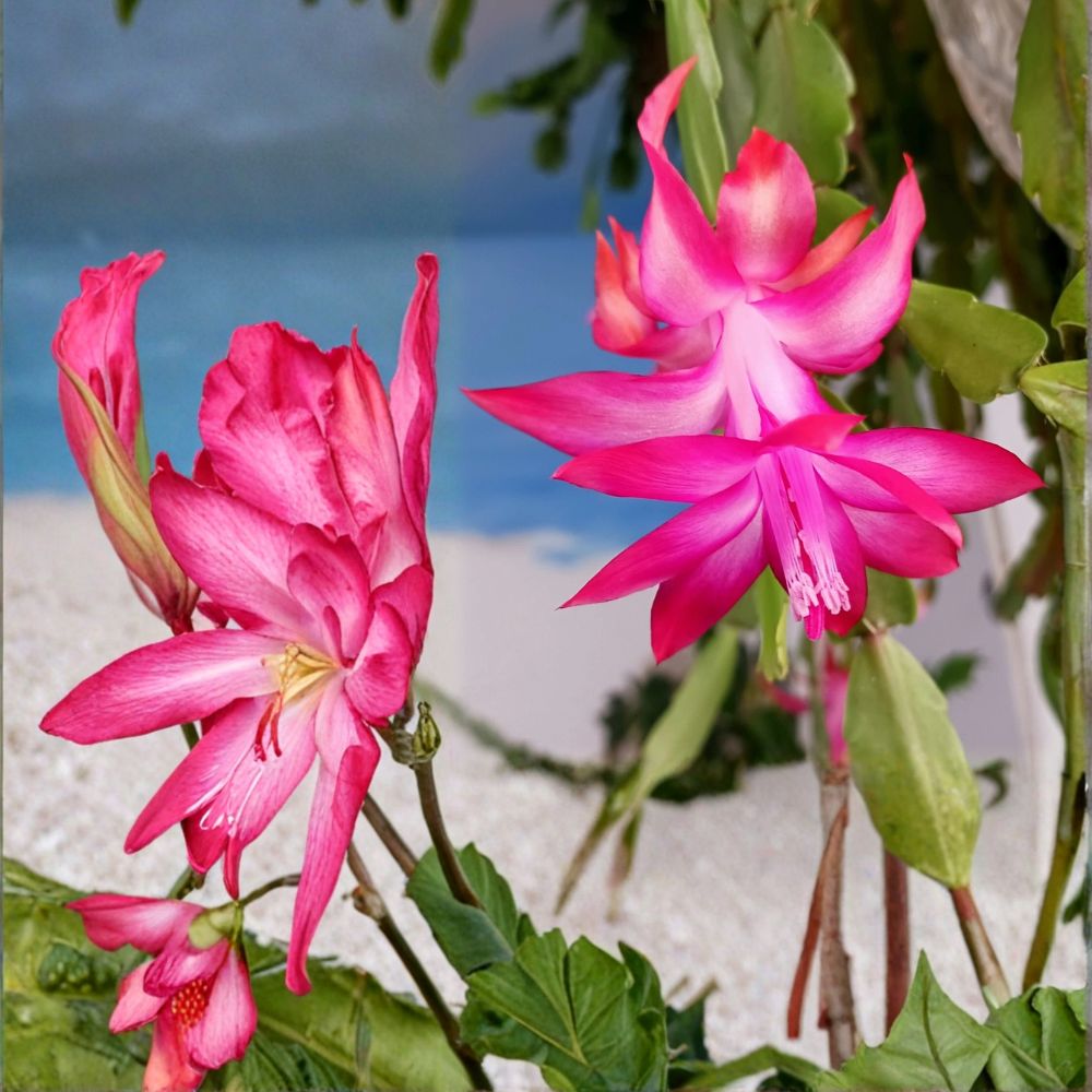 Holiday Cactus Collection | Set of 3 Live Plants | Christmas, Easter & Thanksgiving Cactus | Rooted Starter Plants | Indoor Flowering Succulents | Easy to Grow