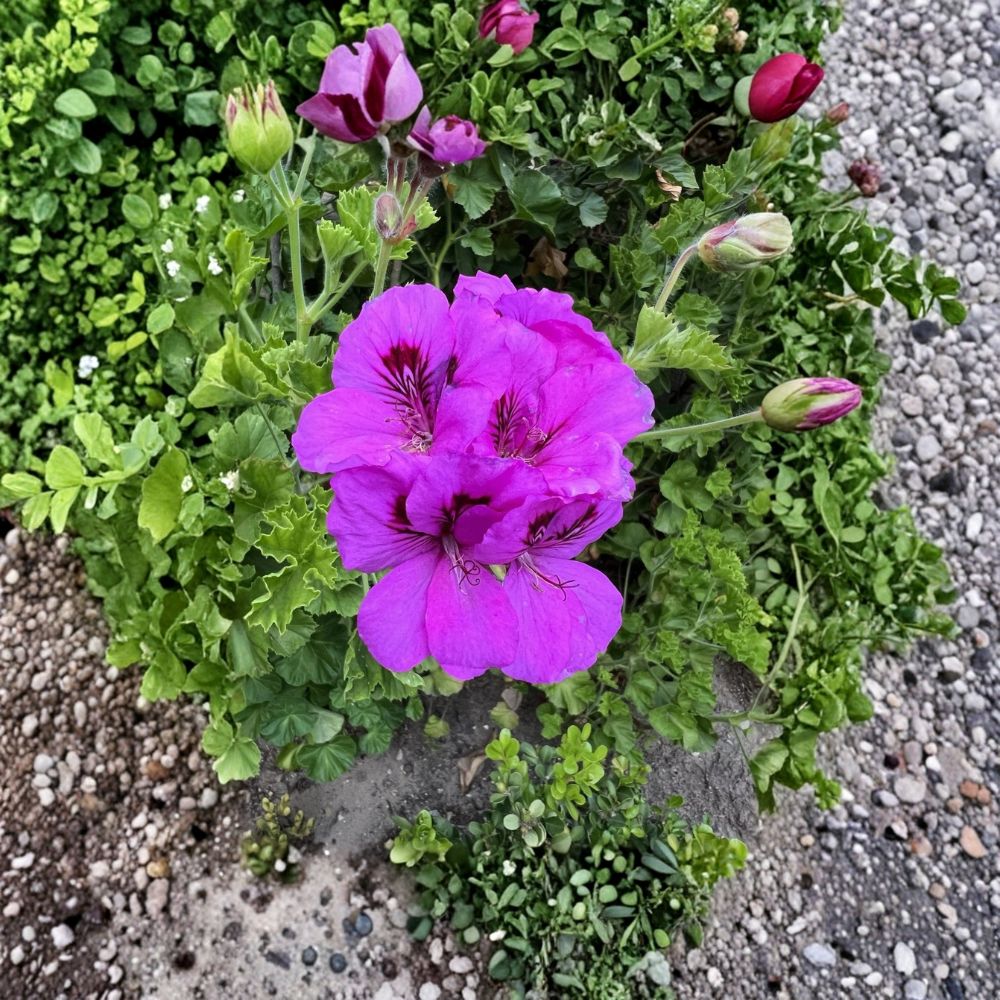 Purple Regal Geranium Cuttings – 6 Live Cuttings | 6 Inches Long | Pelargonium Fancy Regal | Easy to Root | Flowering Plant