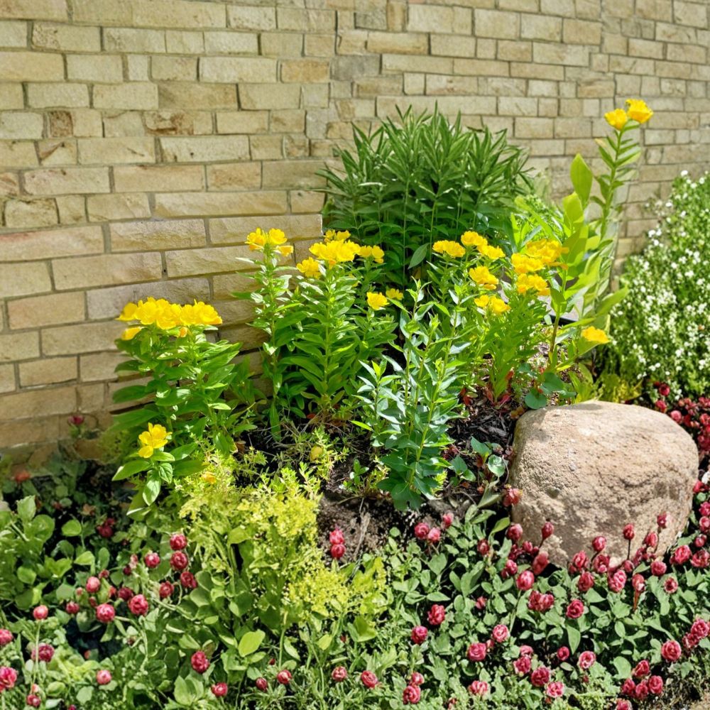 8 Evening Primrose Plants – Oenothera Live Bare Root | Sun Drop Yellow Perennial | Native Wildflower | Easy to Grow | Pollinator Friendly