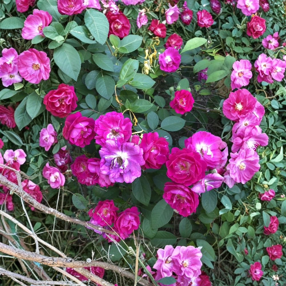 Seven Sisters Rose Live Stem Cuttings | 6 Fresh 10-Inch Unrooted Cuttings | Climbing Heirloom Rose | Easy to Root | Garden Starter