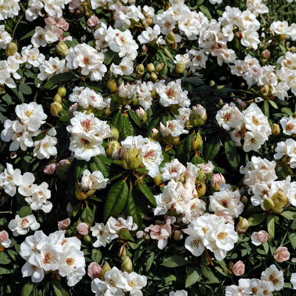 Rhododendron ‘Harvest Moon’ Live Evergreen Shrub | White Blooms with Red Blotch | Hardy Landscape Rhododendron | #2 Container Grown