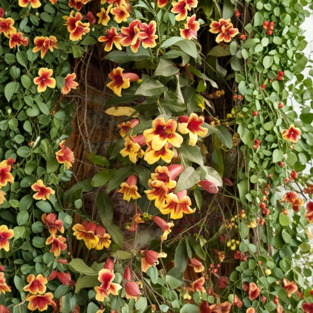 Golden Crossvine Live Bare Root Plant | Bignonia capreolata | 1+ Foot Hardy Native Climbing Vine | Hummingbird Friendly | Easy to Grow