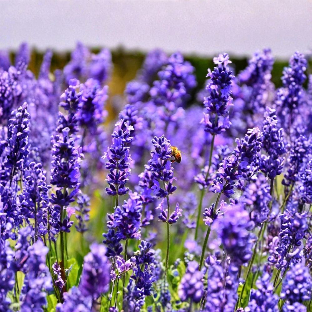 Organic Lavender ‘Hidcote’ – Lavandula angustifolia Live Starter Plant | 4–8 Inches Tall | 2.5 x 3.5 Inch Pot | Fragrant Perennial Herb | Easy to Grow