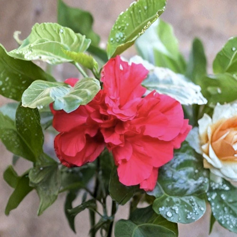 Double Red Tropical Hibiscus – Hibiscus rosa-sinensis Live Plant | 10–14 Inch Bush | Nursery Pot | Tropical Flowering Shrub