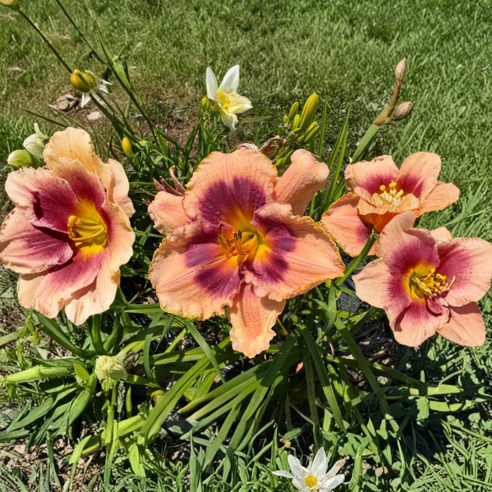 Joe Marinello Daylily – 3 Live Bare Root Plants | Hardy Hemerocallis Perennial | Easy Care Flowering Garden Plant