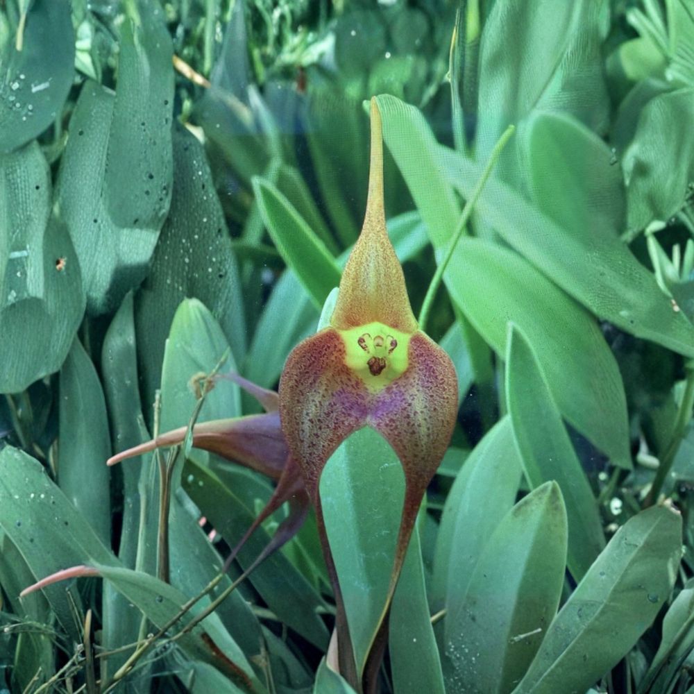 Mass Memoria Aaron Jackson Live Orchid | 5 Leaf Bare Root Orchid Plant | Exotic Tropical Houseplant | Collector Orchid