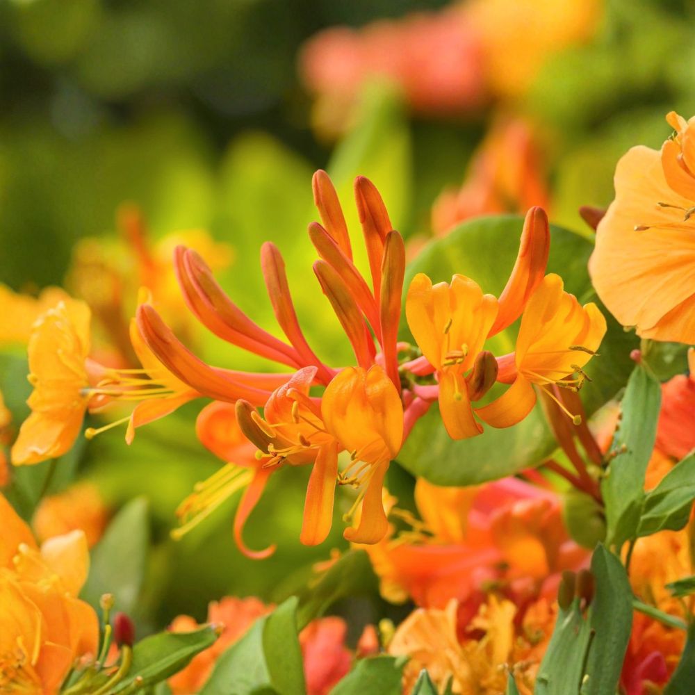 Mandarin Honeysuckle Live Vine Plant | Rooted in Quart Pot | Orange Flowering Climbing Vine | Hummingbird Friendly | Easy to Grow