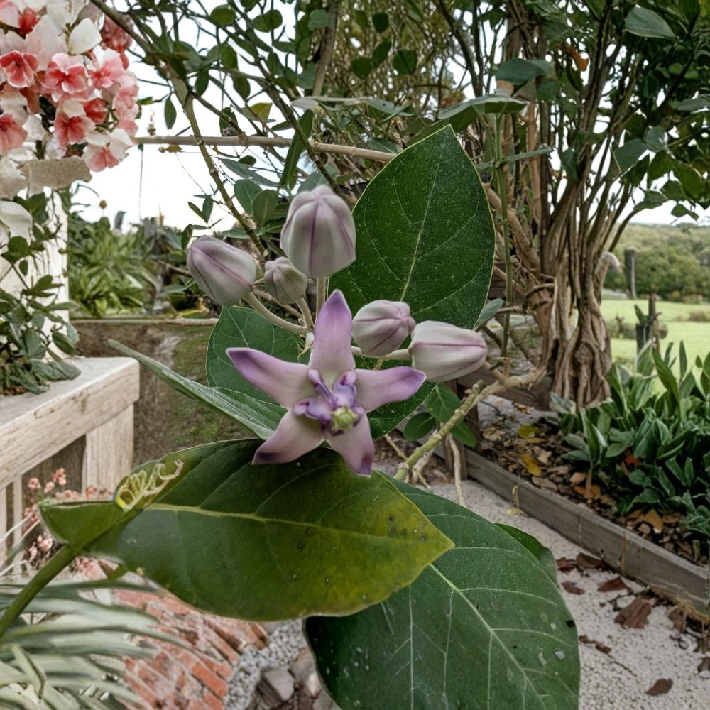 Purple Giant Milkweed Live Cuttings | Set of 6 Fresh 6–10 Inch Cuttings | Calotropis gigantea | Monarch Butterfly Host Plant | Easy to Propagate