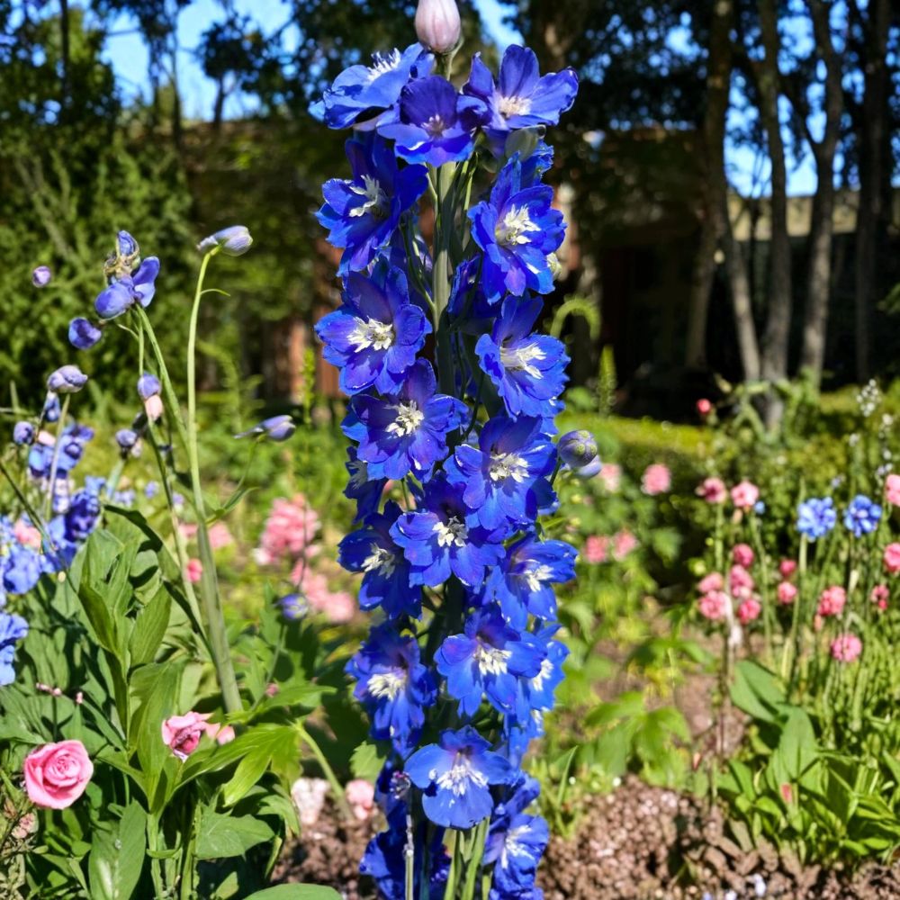 Larkspur Delphinium – Delphinium Bare Root Live Perennial | 1 Starter Plant | Outdoor Flowering Garden Plant | Easy to Grow