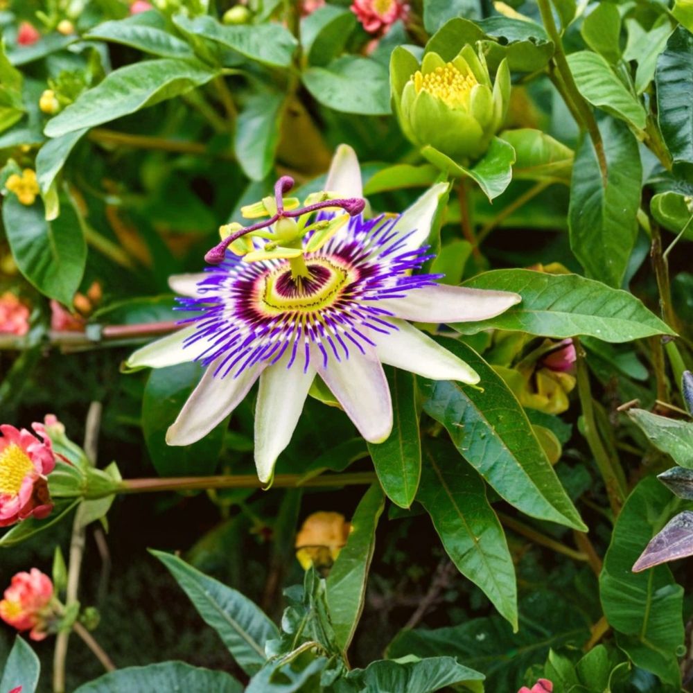 Blue Passion Flower Vine – Passiflora caerulea Live Starter Plant | 3–6 Inches Tall | No Pot Included | Tropical Climbing Vine | Trellis & Arbor Friendly