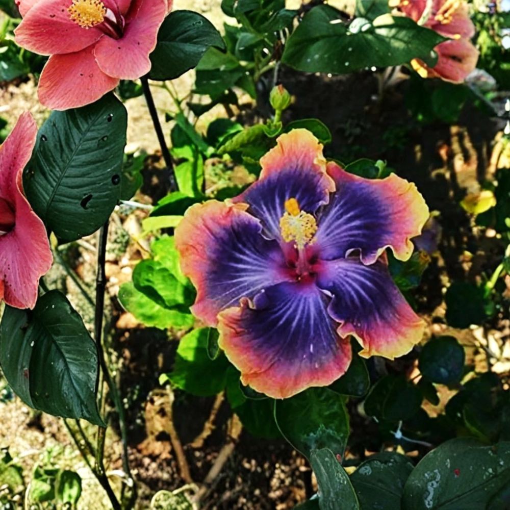 Madagascar Hibiscus – Hibiscus moscheutos Live Starter Plant | 3–5 Inches Tall | Rooted Mallow Perennial | Large Colorful Blooms | Easy to Grow