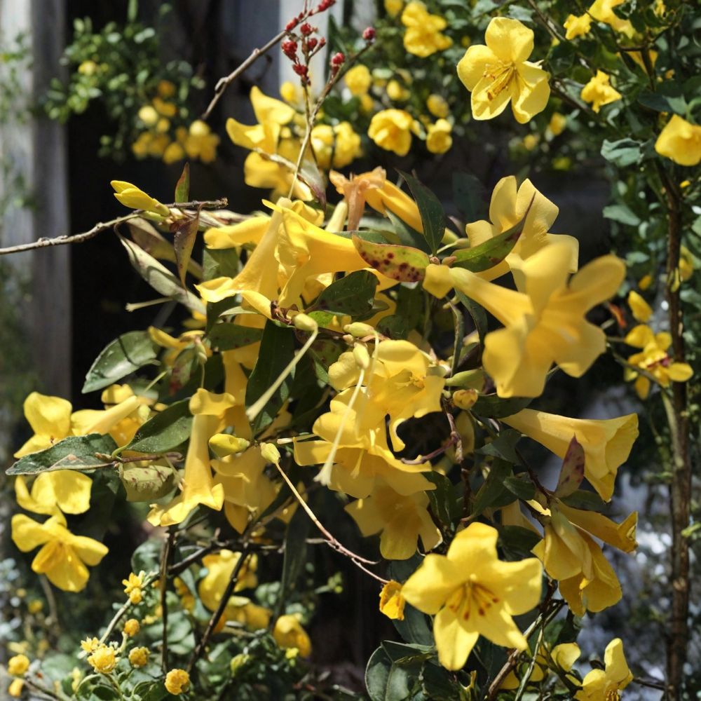 Carolina Jessamine – Gelsemium sempervirens Live Bare Root Vines | Set of 7 | Yellow Flowering Climbing Vine