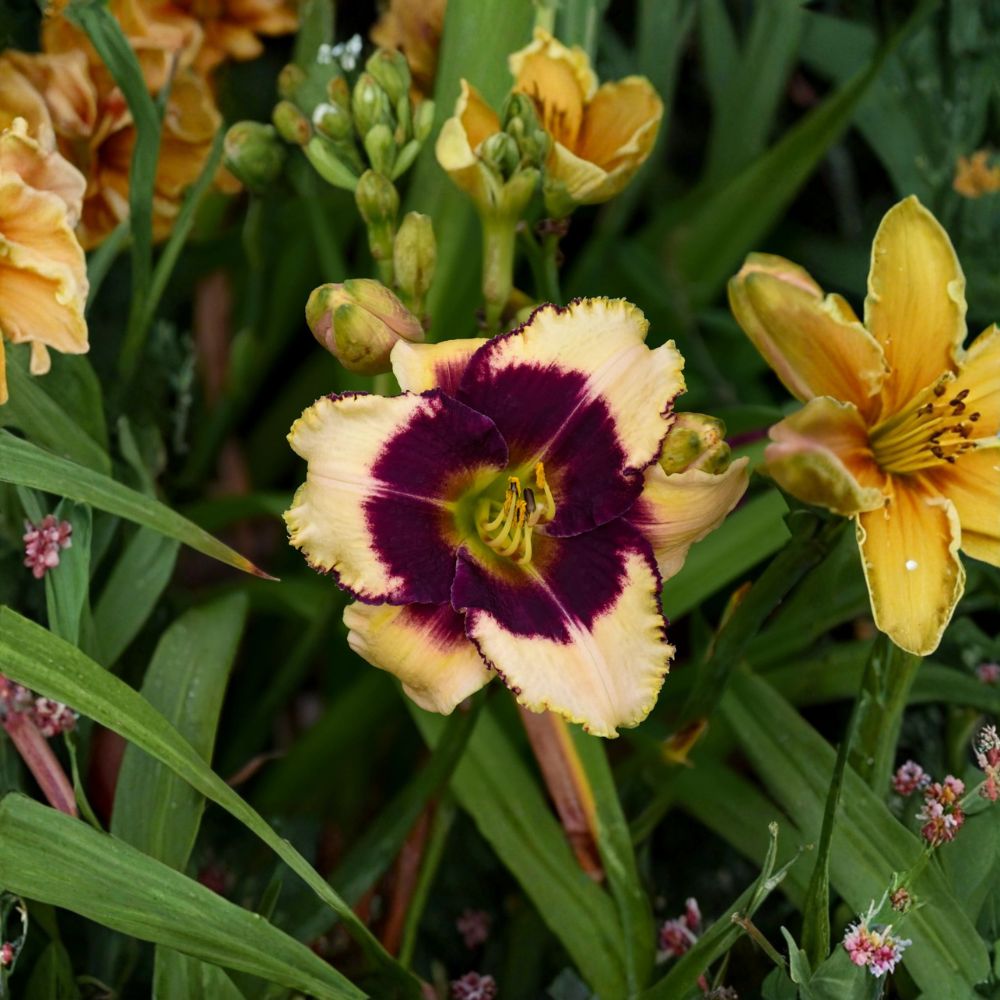 Blackthorne Daylily – 3 Live Bare Root Plants | Cream And Purple Hemerocallis | Hardy Perennial Flower | Reblooming Style Daylily