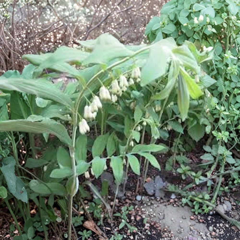 True Solomon’s Seal – Polygonatum biflorum Bare Root Rhizomes | 10 Live Woodland Perennials | Native Shade Garden Plants