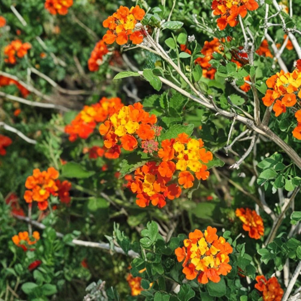 Texas Lantana – Lantana urticoides Live Plant | Fully Rooted in 1 Gallon Nursery Pot | Native Pollinator Shrub | Drought Tolerant