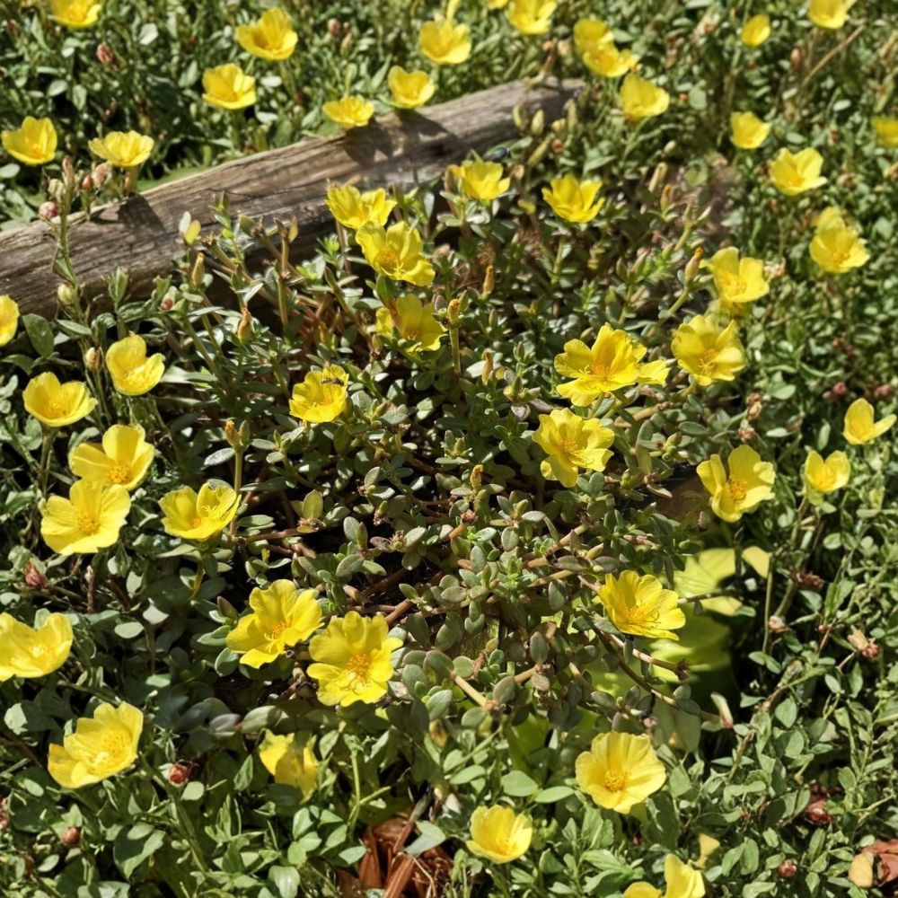 Yellow Portulaca – Portulaca grandiflora Live Bare Root Plants | 3–8 Inches Tall | Set of 3 | Heat Tolerant Moss Rose | Easy to Grow