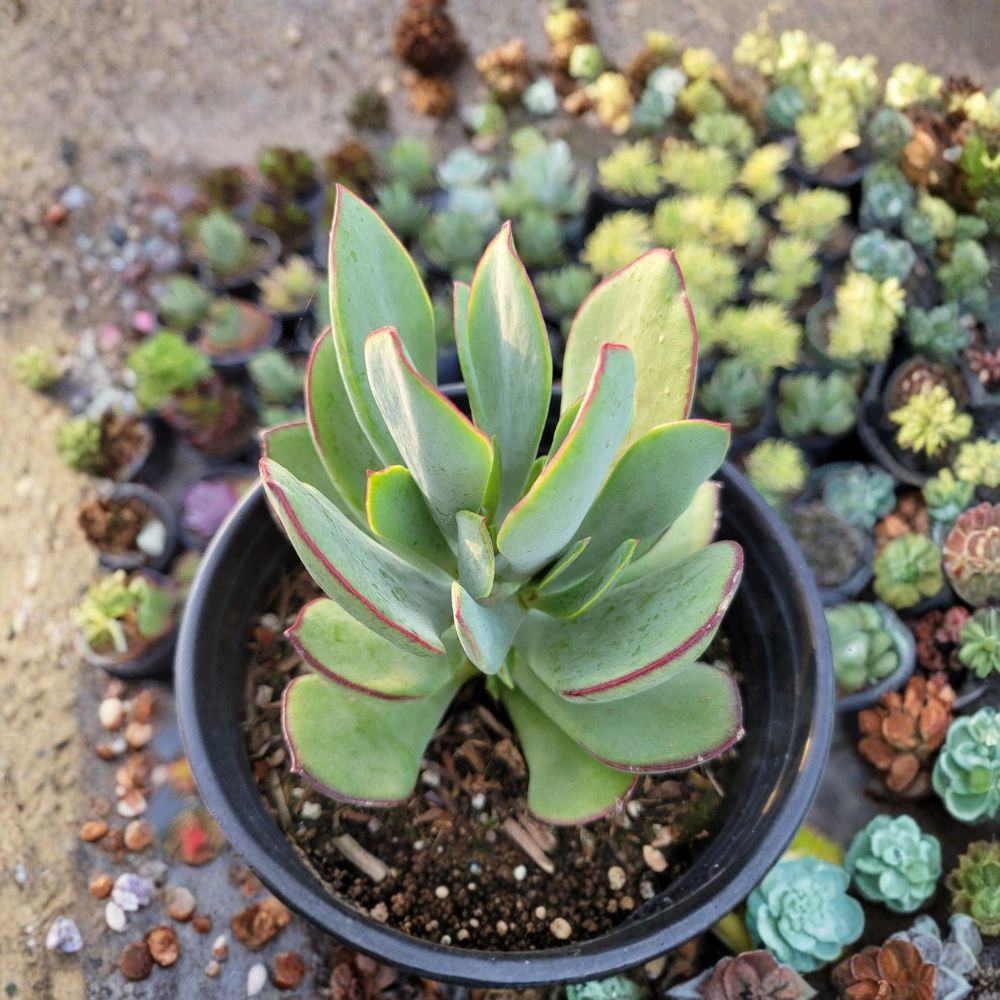 Cotyledon 'Mint Truffles' Live Succulent | 6 Inch Bare Root Plant | Rare Colorful Succulent | Easy Care Houseplant | Collector Plant