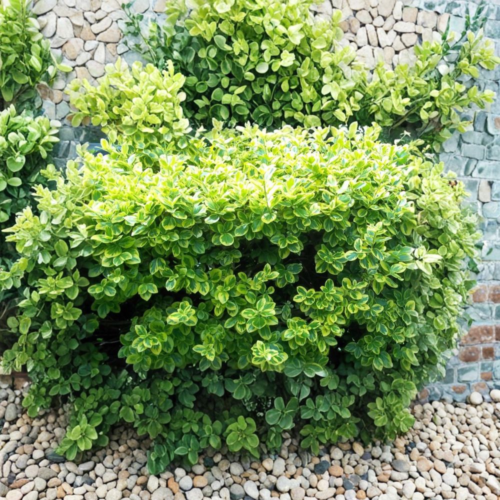 Gold Splash Wintercreeper – Euonymus fortunei Live Bare Root Plants | Set of 2 | Evergreen Perennial Groundcover | Easy to Grow