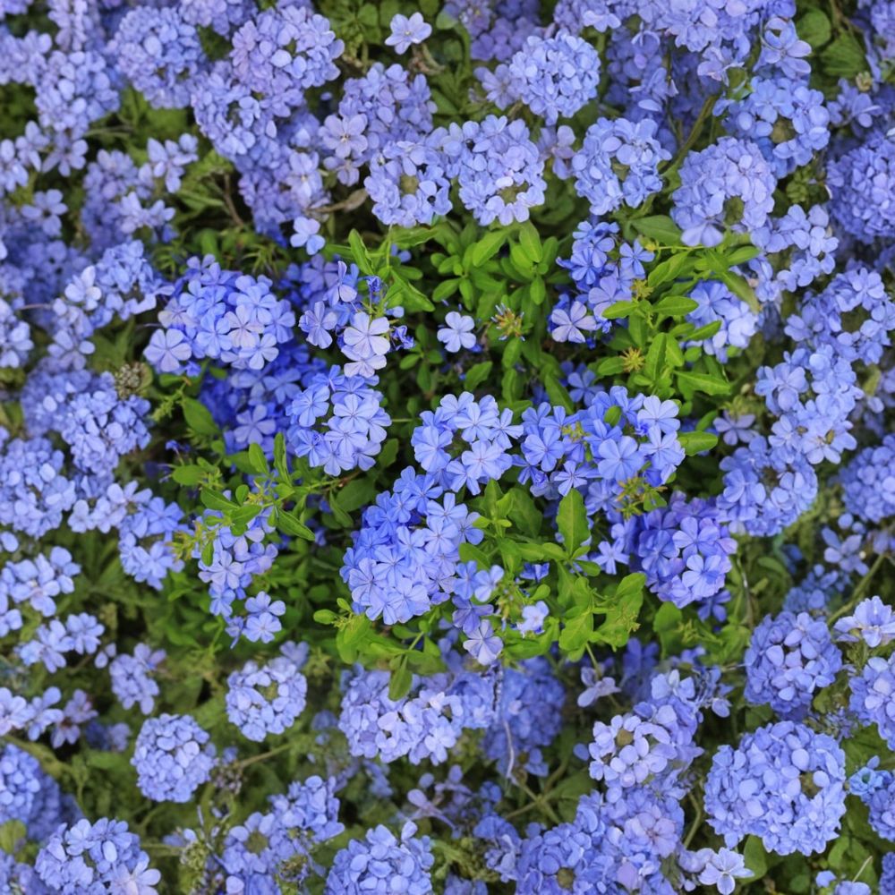 Set of 2 Imperial Blue Plumbago Live Plants | 3–6 Inches Tall | Bare Root Starter Plants | Blue Flowering Shrub | Tropical Garden Friendly | Easy to Grow