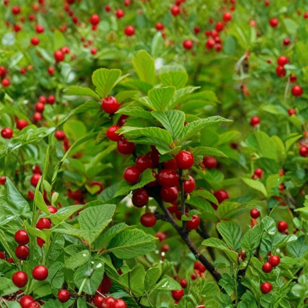 Nanking Cherry – Prunus tomentosa Fresh Unrooted Cuttings | Set of 10 | 6–8 Inches Long | Edible Fruit Shrub | Easy to Propagate