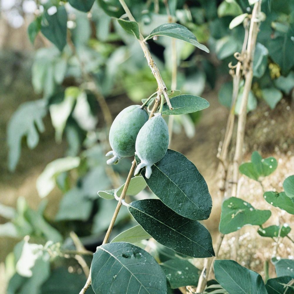 Pineapple Guava Tree – 2 Live Plants | Feijoa sellowiana | Self-Pollinating Fruit Trees | Tropical Edible Garden Plant
