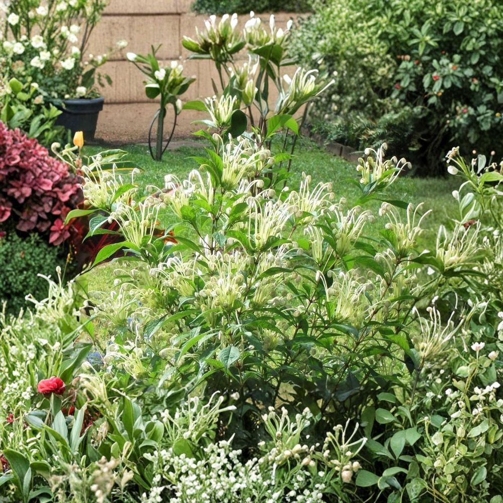 Musical Notes Plant – Clerodendrum incisum Live Rooted Starter Plant | Includes Nursery Pot | Rare Tropical Flowering Plant | Easy to Grow