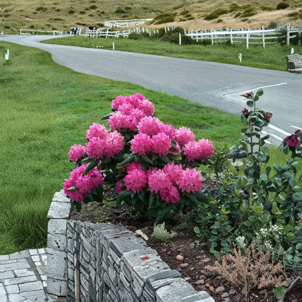 Rhododendron ‘Holden’ Live Evergreen Shrub | Pink & White Blooming Rhododendron | Cold Hardy Landscape Plant | Field Grown 12–15 Inches Wide