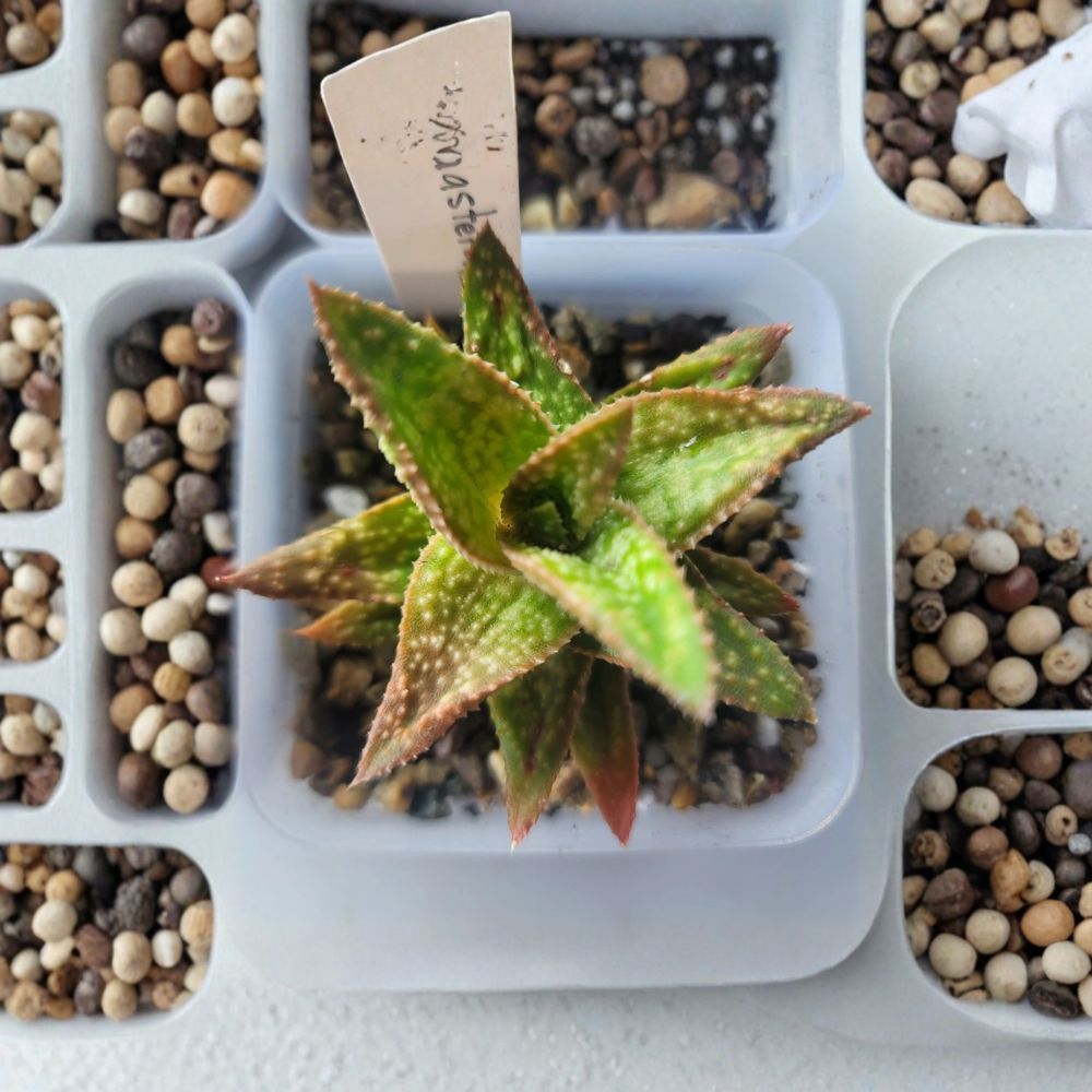 Gasteraloe Live Succulent | Rooted Plant in 3 Inch Pot | Gasteria x Aloe Hybrid | Easy Care Houseplant | Potted Succulent