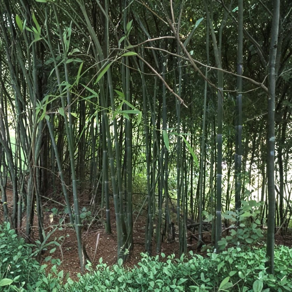 Running Bamboo – Phyllostachys spp. Live Root Division | Bare Root | Hardy Evergreen Privacy Screen | Fast-Growing Bamboo