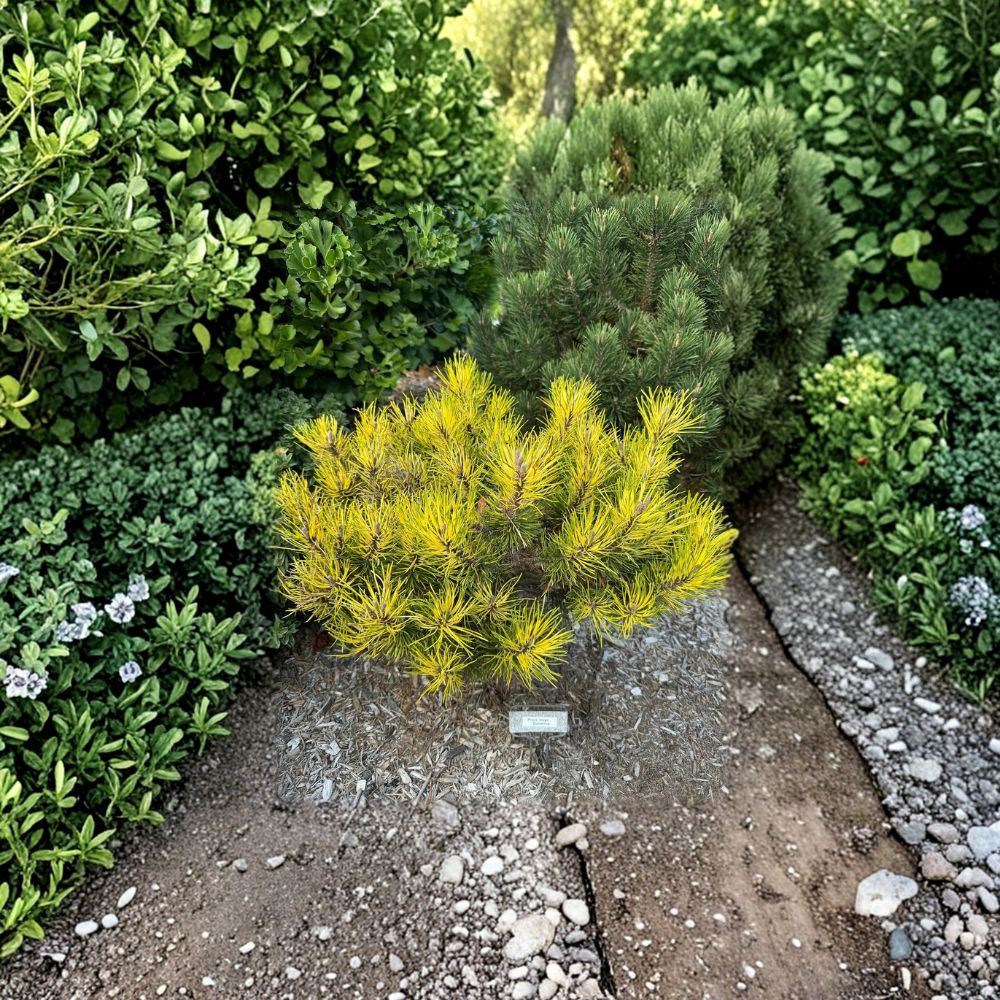 Sunshine Mugo Pine – Live Variegated Evergreen Conifer | 10 Inch Tall Plant | 1 Gallon Pot | Pinus mugo Golden Needle Pine