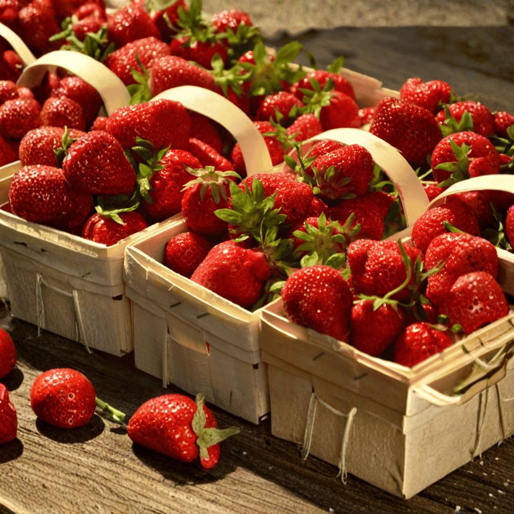 Albion Strawberry – Fragaria × ananassa 'Albion' Live Bare Root Plants | Set of 5 | Day-Neutral Everbearing | Sweet Large Berries