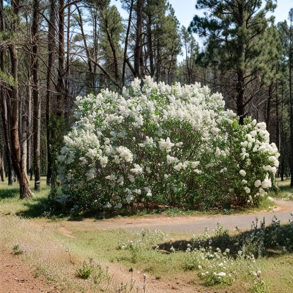 Betsy Ross White Lilac – Live Plant in 3.5 Inch Pot | Fragrant Spring Flowering Shrub | Syringa | Hardy Landscape Plant