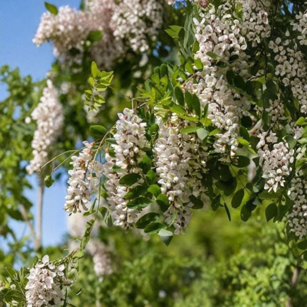 Black Locust Live Bare Root Sapling | Robinia pseudoacacia | Hardy Fast Growing Shade Tree | Native Ornamental | Easy to Grow