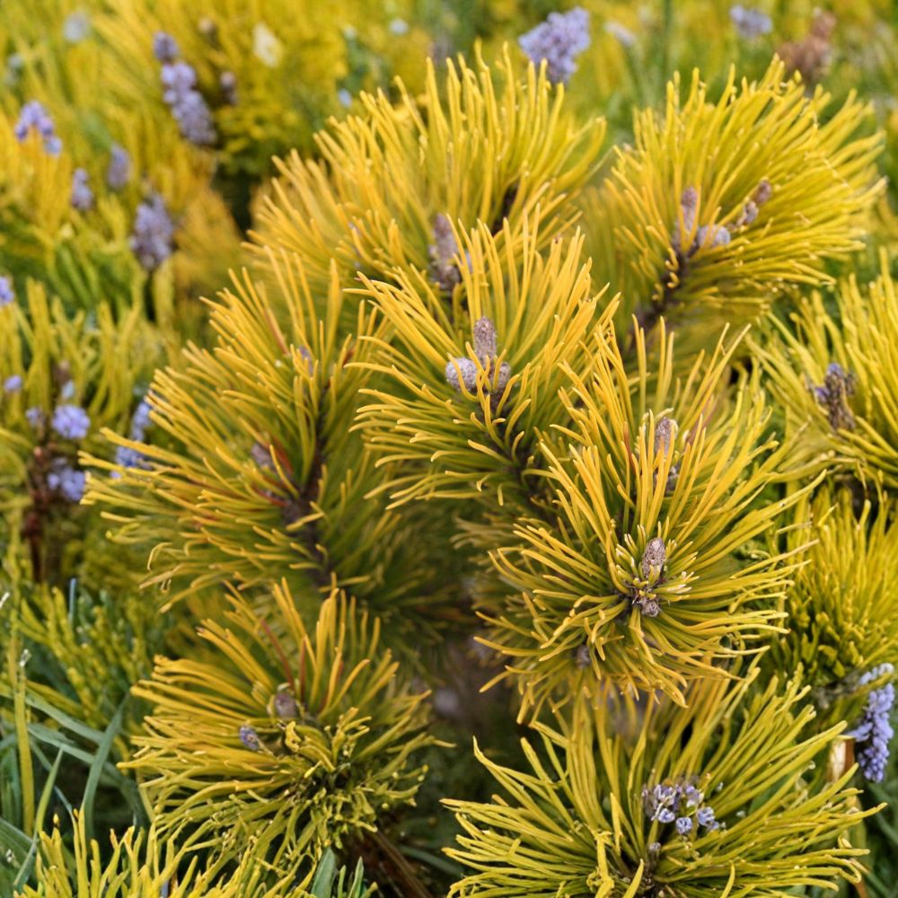 Carsten’s Wintergold Mugo Pine – Live Golden Evergreen Conifer | 10 Inch Tall Plant | 1 Gallon Pot | Dwarf Pinus mugo Shrub