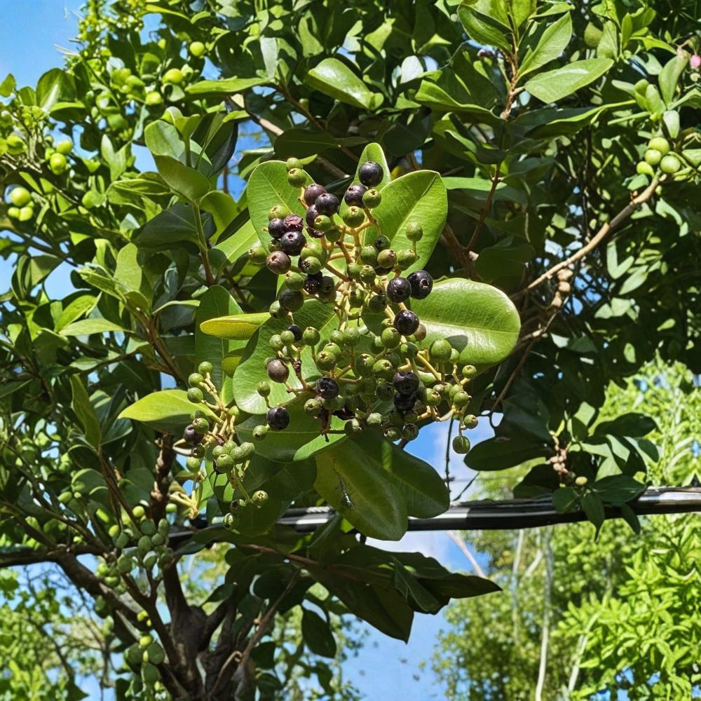 Allspice Live Plant | Pimenta dioica Seedling | Jamaica Pepper Tree | Tropical Culinary Herb | Easy to Grow