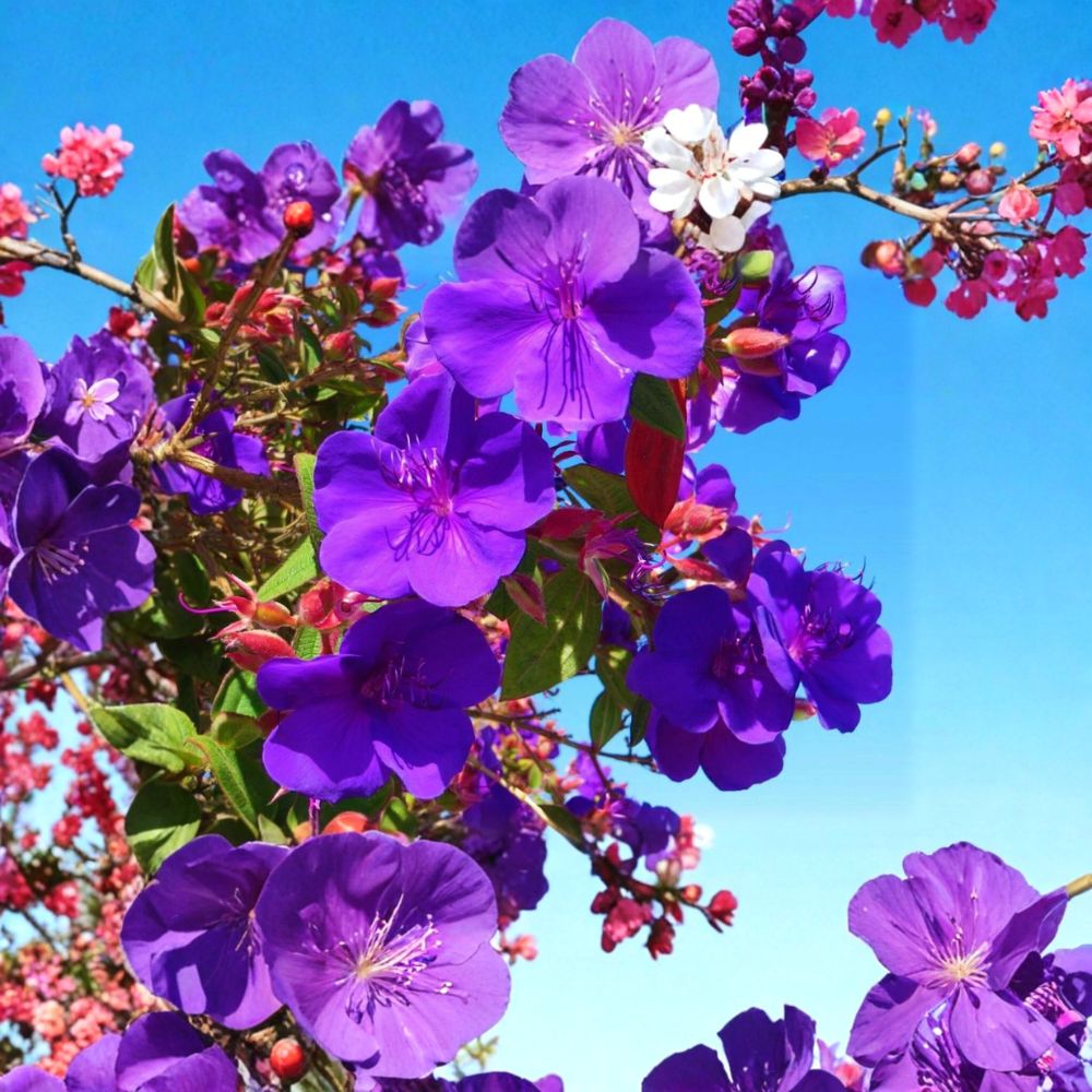 Ecuador Purple Princess Glory Bush Live Plant | Tibouchina lepidota grandifolia | 2–8 Inches Tall | Includes Nursery Pot | Tropical Flowering Shrub | Easy to Grow