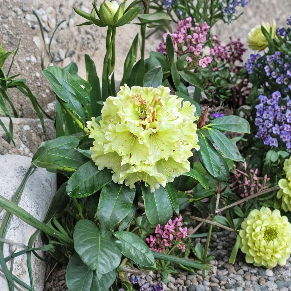 Rhododendron ‘Windsong’ Live Evergreen Shrub | Yellow Wavy Blooms with Red Accents | Award Winning Hardy Rhododendron | #2 Container Grown
