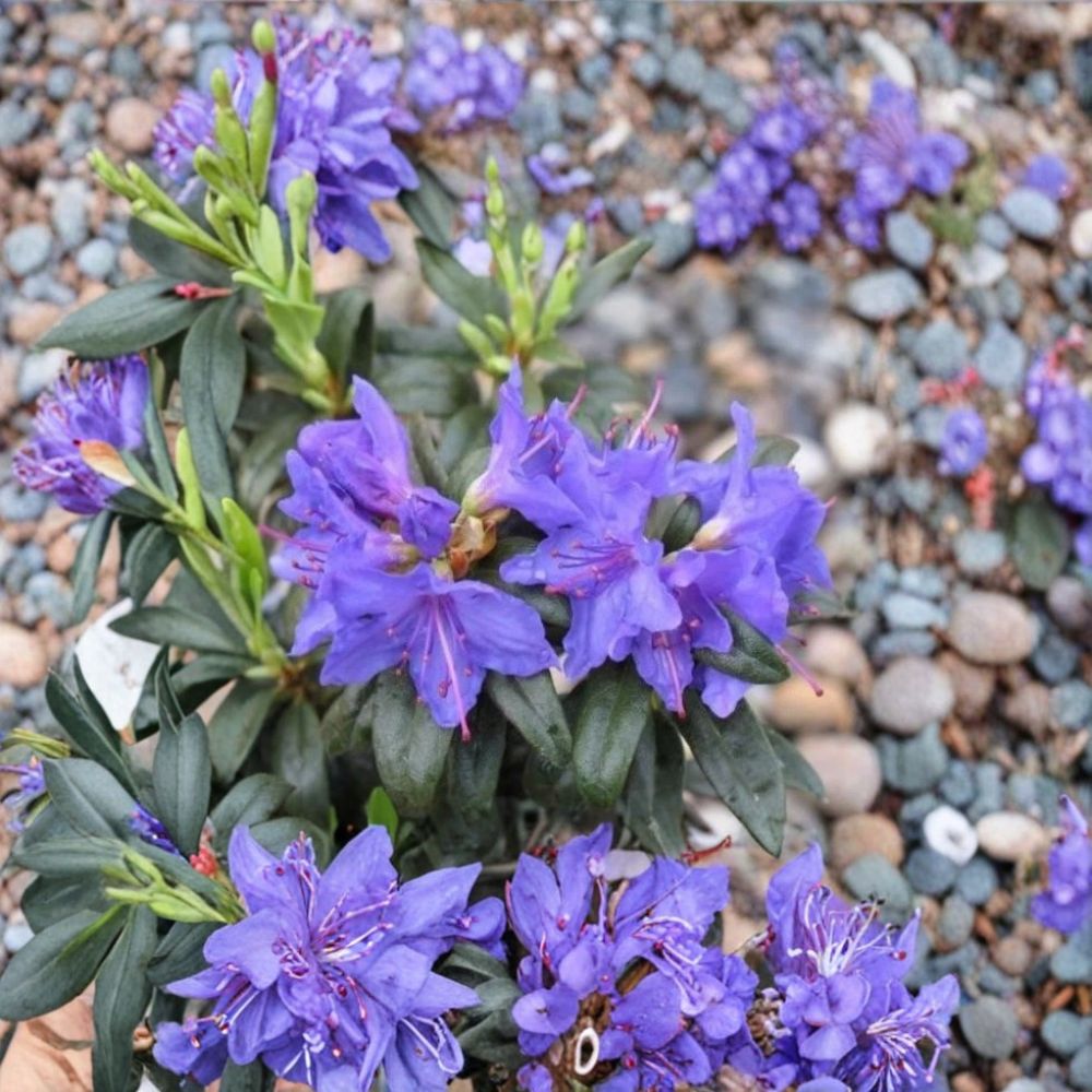 Blue Baron Rhododendron – Live Starter Plant | Violet Blue Flowering Evergreen Shrub | Shade Garden Plant | Ships Bare Root