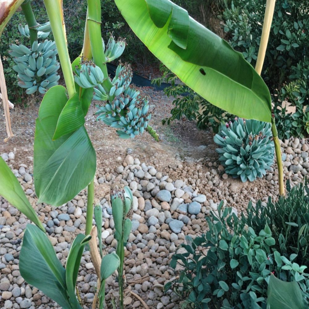 Blue Java Banana Tree Live Starter Plant | Musa 'Ice Cream' | Well Rooted in Nursery Pot | Tropical Fruit Plant | Easy to Grow