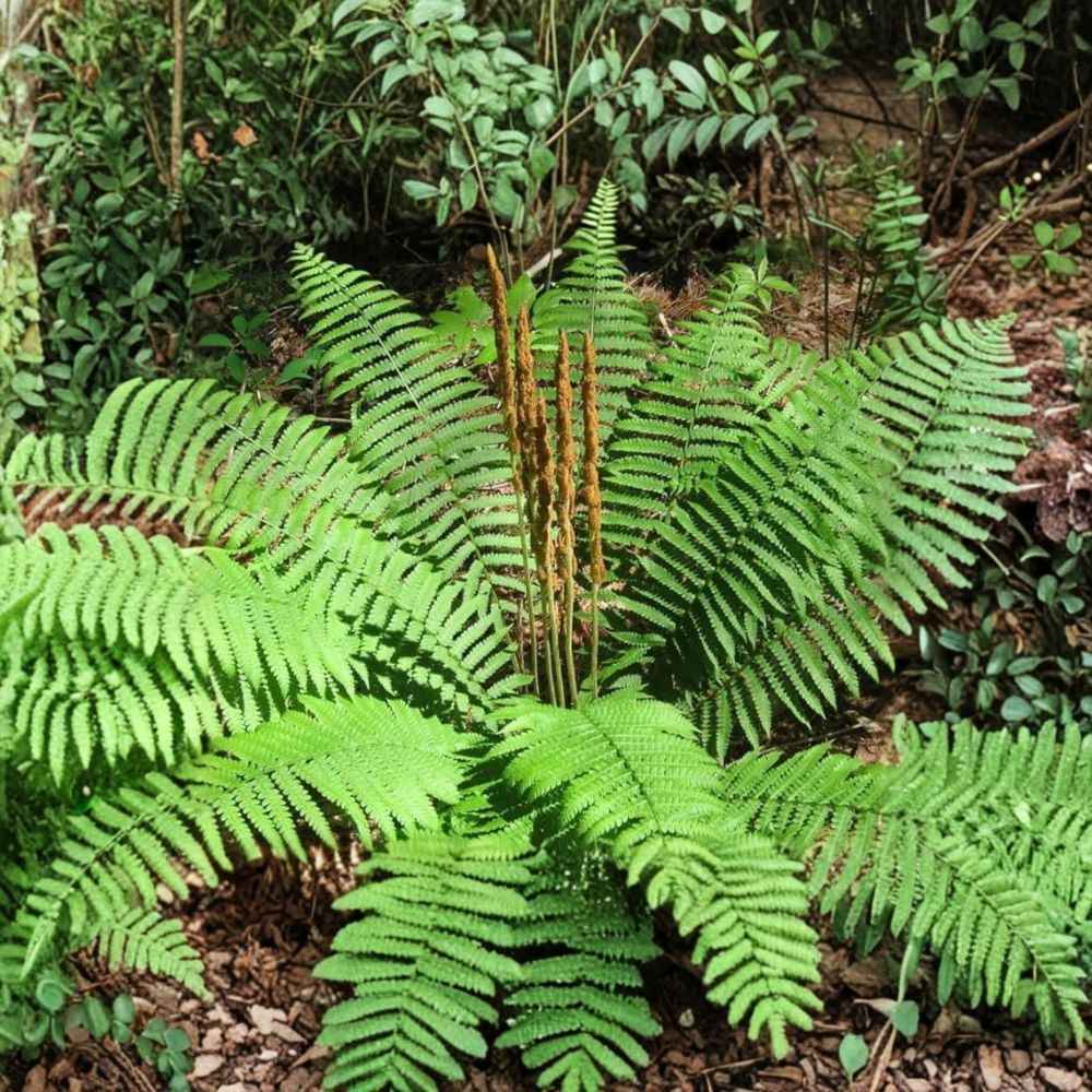 Cinnamon Fern – Osmundastrum cinnamomeum Live Bare Root Rhizomes | Set of 5 | Hardy Native Shade Fern | Woodland Garden Plant