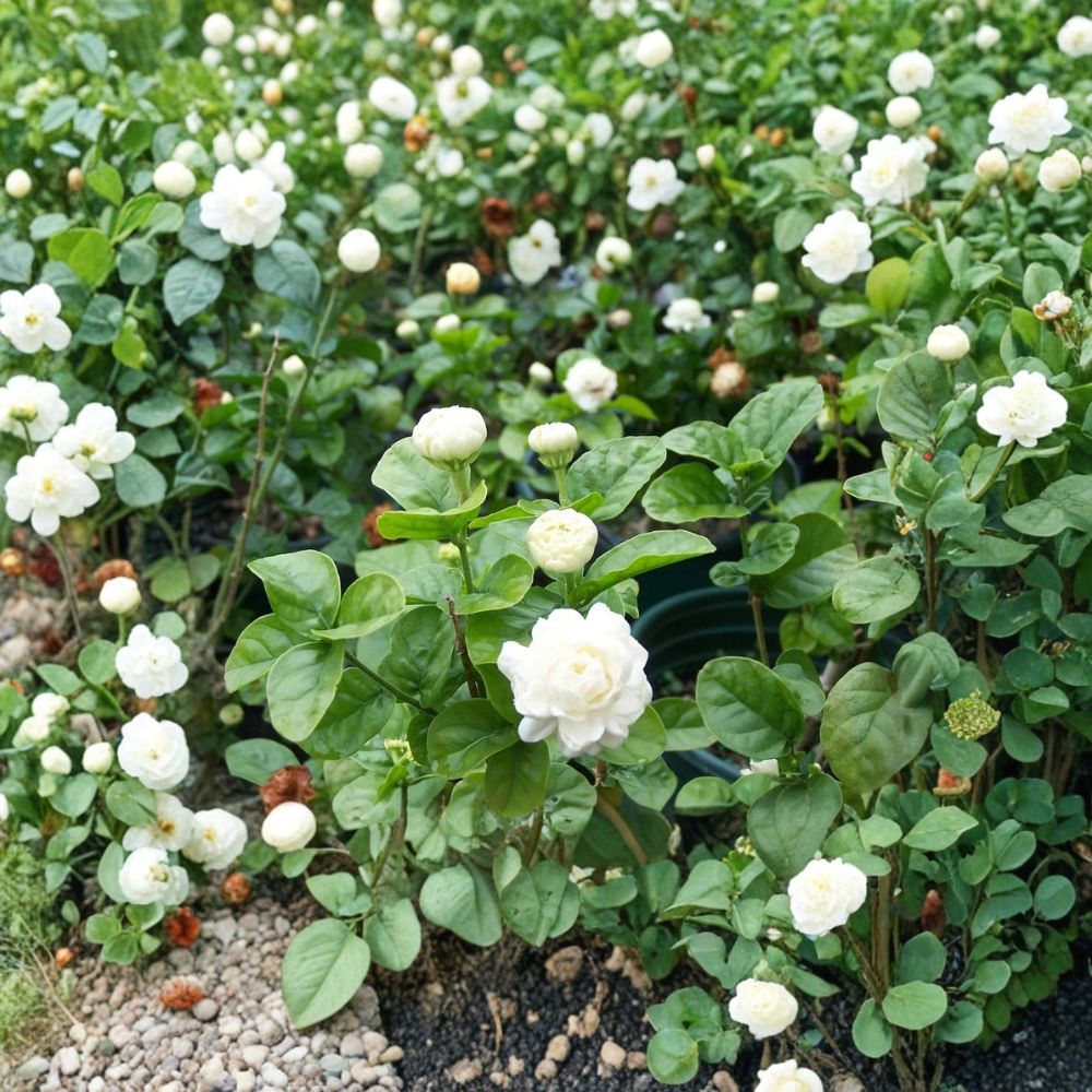 Grand Duke of Tuscany Jasmine – Jasminum sambac Live Rooted Starter Plant | Includes Nursery Pot | Fragrant Double Blooms | Tropical Flowering Plant | Easy to Grow