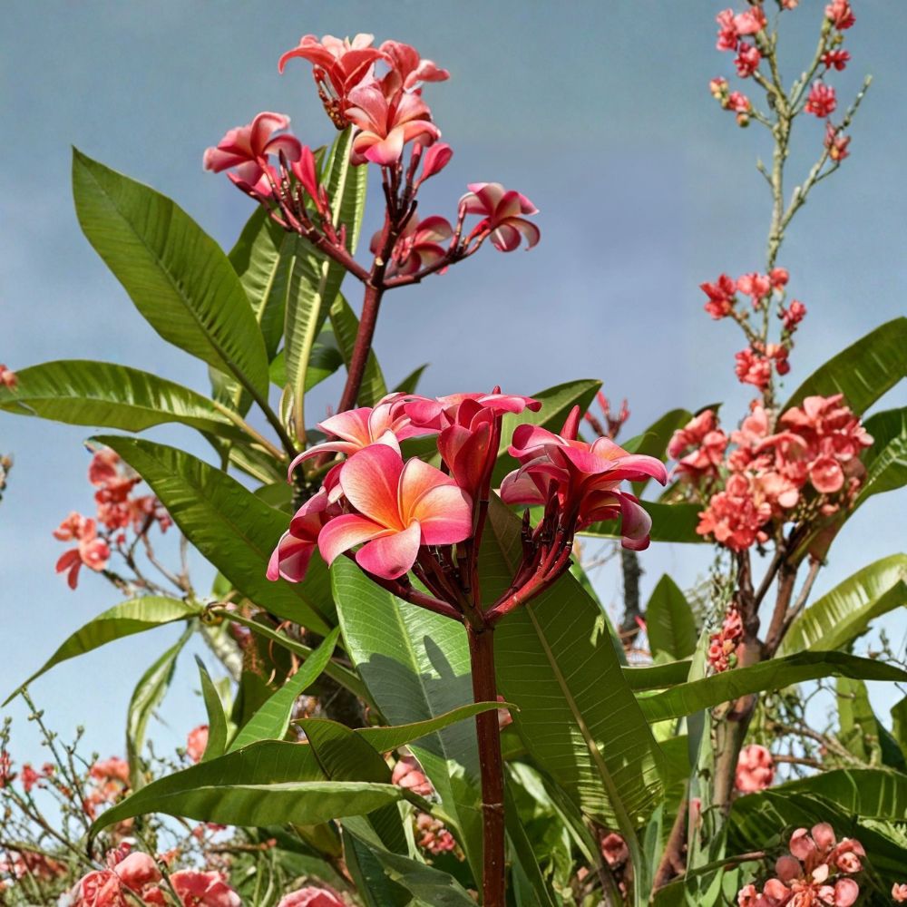 Pink Plumeria – Plumeria rubra Live Plant Cutting | 10 Inch Single Head | Unrooted Tropical Flower | Easy to Grow