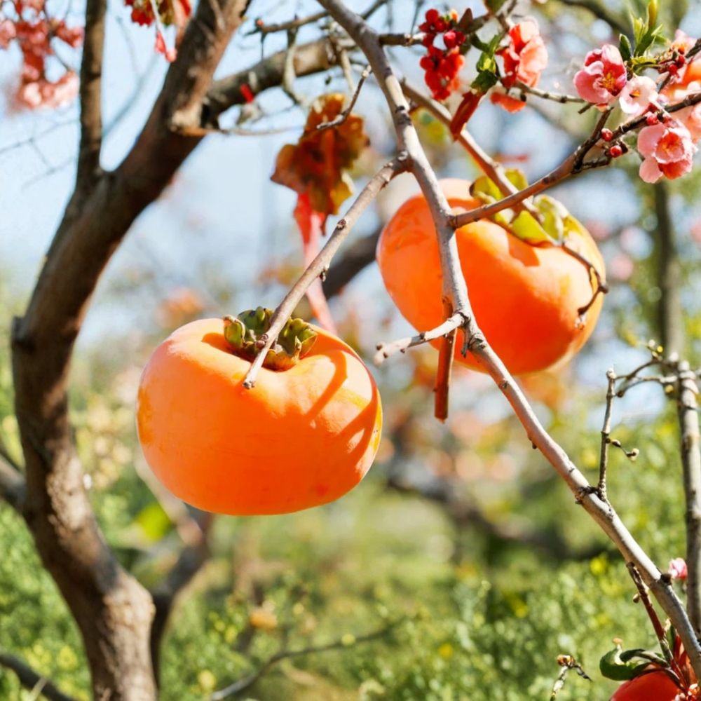 Live Persimmon Tree | Quart Pot Rooted Plant | Hardy Fruit Tree | Sweet Fall Persimmons | Garden & Patio Friendly