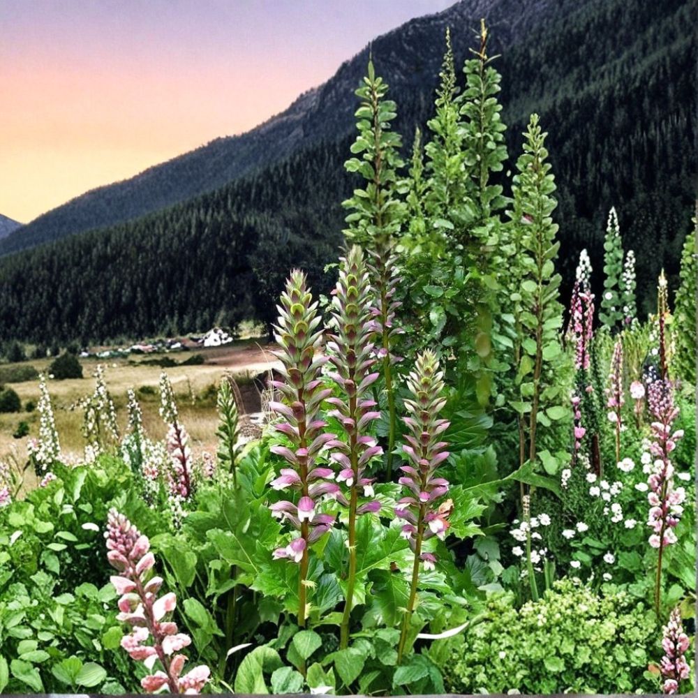 Bear's Breeches Live Plant – Acanthus mollis | Purple & White Flowering Perennial | Shade Garden Plant | Ornamental Foliage